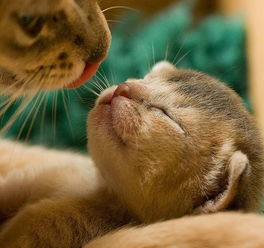 生肖文化视域下的昵称构建：传统图腾与现代萌文化的融合