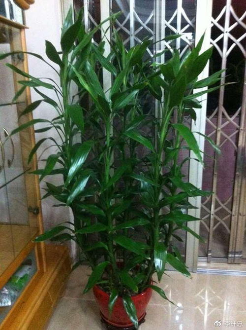 2.6 富贵竹（Dracaena sanderiana）——富贵盈门之常青藤蔓