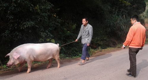 如何根据传统习俗选择一个适合宰杀年猪的吉日？