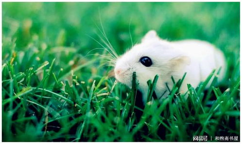 属鼠与鼠龙相克吗？婚姻如何？鼠日冲马属鼠的人有影响吗？这是什么意思？