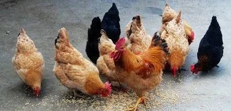 属鸡老公和属狗老婆婚姻幸福吗，男怕属鸡女怕属狗是什么意思？