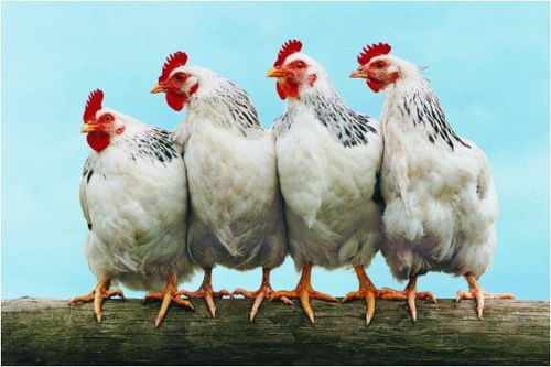 1969年属鸡女性2026年每月运势具体如何？