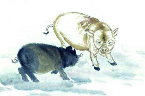 1947年属猪人2026年事业运势如何，属猪女性2026年运势怎样？