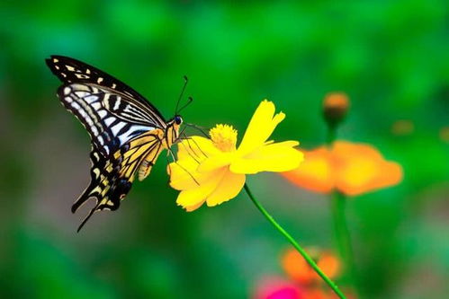 蝴蝶在十二生肖中代表哪个生肖？哪个生肖与蝴蝶最为相配呢？