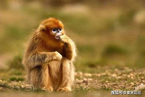 属猴2026年财运和运势具体如何？详细运势分析是什么？