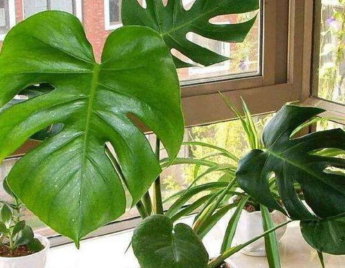 家里养虎皮榕和琴叶榕，这样的风水布局对家居运势有影响吗？