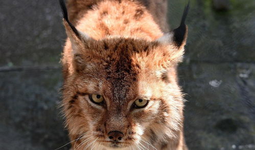 一、 风水学视角下的动物与环境：传统观念的回溯与审视