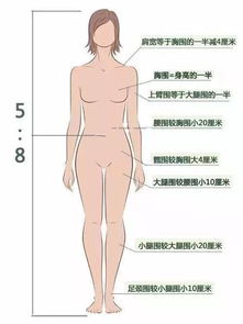 二、  躯干特征与财富运势的深层映射