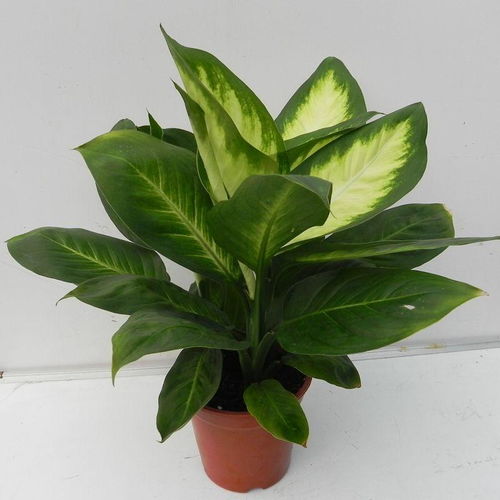 广东万年青叶子发黄是风水不好还是养护不当？如何调整风水和养护方法让叶子变绿？