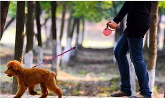 三、 保障与看护：犬作为忠诚伴侣的象征意义
