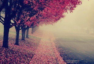 （四）梦境暗示与潜意识投射