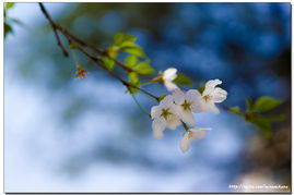 后门口种樱花树对风水有影响吗？