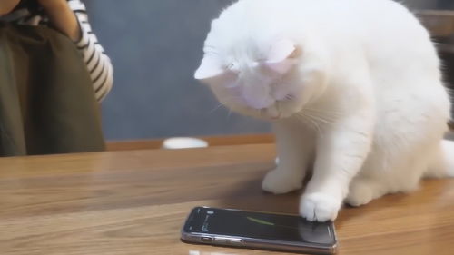 从猫咪敲木鱼看起名的重要性