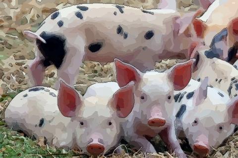 属猪女性与哪个生肖最匹配，她们的理想伴侣是什么属相？