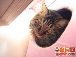 哪个生肖特别爱臭美，喜欢对着镜子拍臭美照？