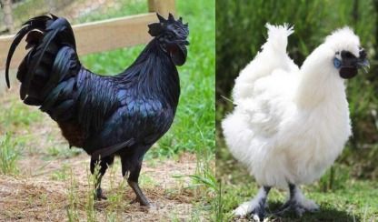 家里养黑色横纹鸡吉凶如何？