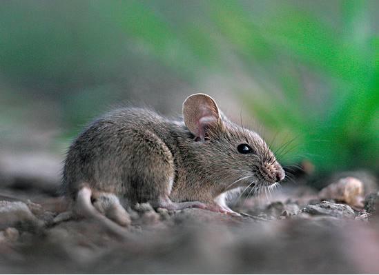 属鼠的人，婚姻最佳年龄是多少岁？