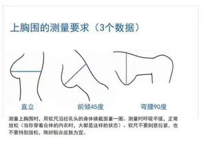 一、 胸围测量的理论基础与工具准备