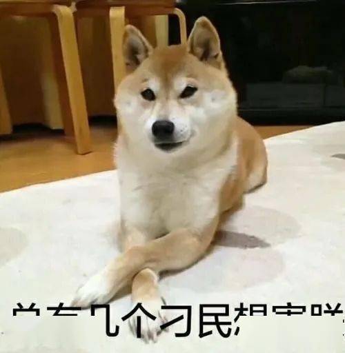 一、了解柴犬的性格特点