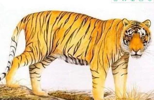 明天十二生肖中运势最旺的是哪个生肖？