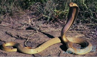 属蛇宝宝起名，魏瑞林这个名字怎么样呢？