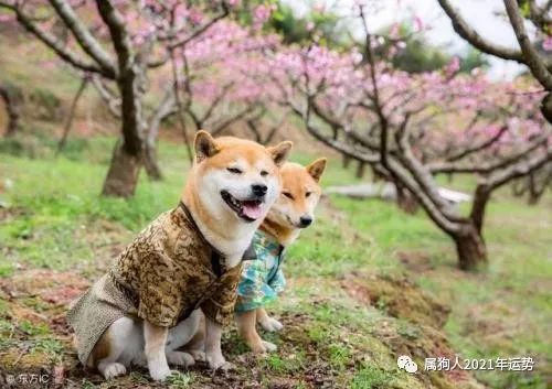 1982年属狗的人2026年每个月的运势具体是怎样的？