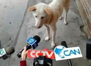 A策略组：结构改过