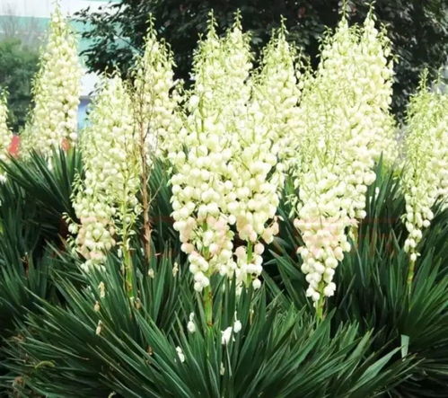 纤维界的扛把子