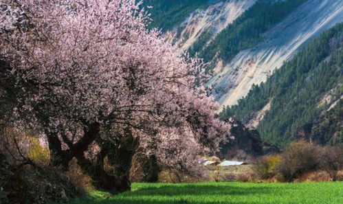 初探林芝：高原上的江南秘境（或着说是迷路的起点）