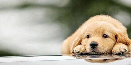 守财犬饰：锁定财富流转的关键