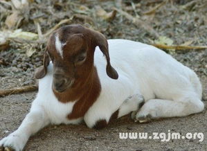 梦见三只黑绵羊究竟预示着什么含义呢？