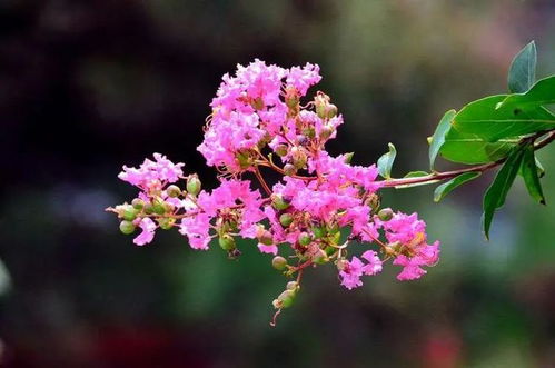 财帛宮化祿或化權: 強大的賺錢嫩力