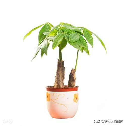 针对特定属相的推荐植株