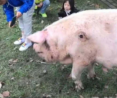 精选男孩名字示例