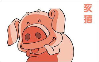 双子座属猪的人性格运势究竟如何？