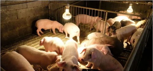 买猪最佳日子是初三，这天是不是正好是属猪的日子呢？