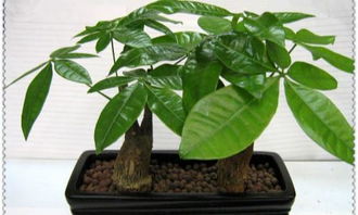 如何利用风水小妙招选择植物来改善三角形地块的风水？