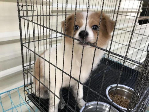 狗年诞生的较小双