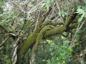 藤萝系甲格局的命运究竟如何，八字命理中这种格局有何特殊含义？