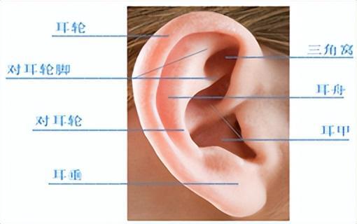 4. 耳垂向前弯曲与婴耳贵相：生命力的柔韧与长寿的预示
