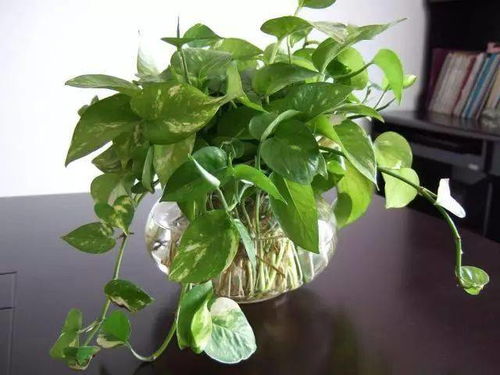 四、 风水讲究：仪式感与环境协调