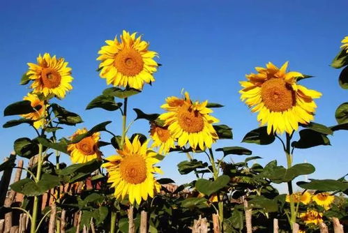 开平向日葵农场半价票大甩卖：一场临时起意的土味狂欢