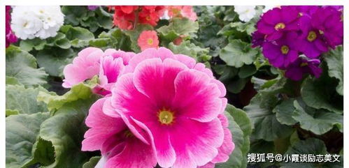 将花前月下打一生肖，这个生肖是哪个呢？