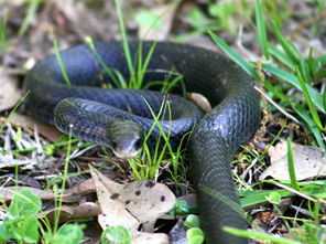梦见黄蛇究竟预示着什么含义或有什么特殊象征？