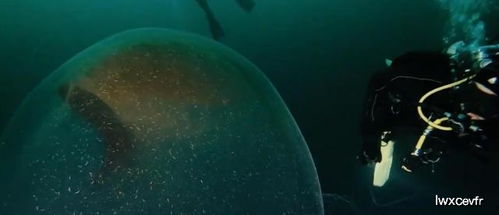 震惊！2026年风水球爆裂真相大揭秘