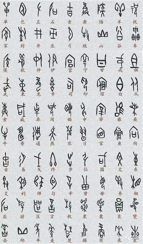 形声构造与部首归属