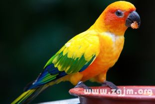 鹦鹉八字算命和百灵鸟生辰八字算命，哪种更准确呢？