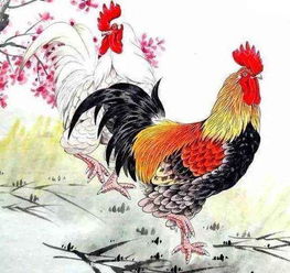 属鸡人2026年运势终于好转，这一年运势总结是怎样的？