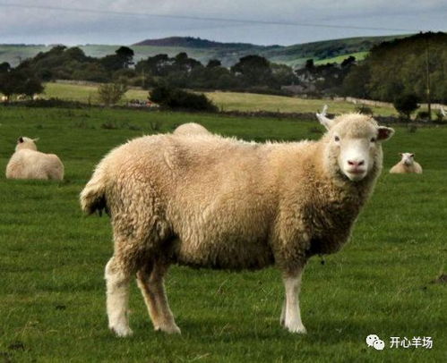 1979年属羊人2026年事业运势如何？