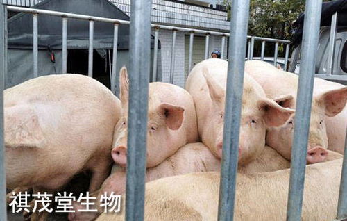 这期买猪输光，冷门三六，蛇猪虎肖有参考，四五追七下楼，这生肖是啥？